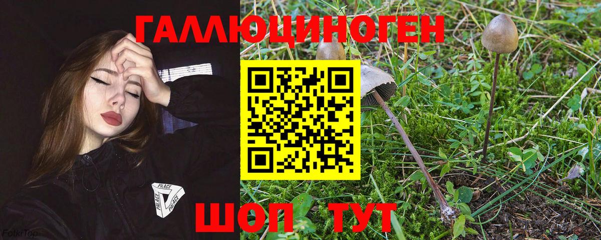 Псилоцибиновые грибы Psilocybine cubensis Чита