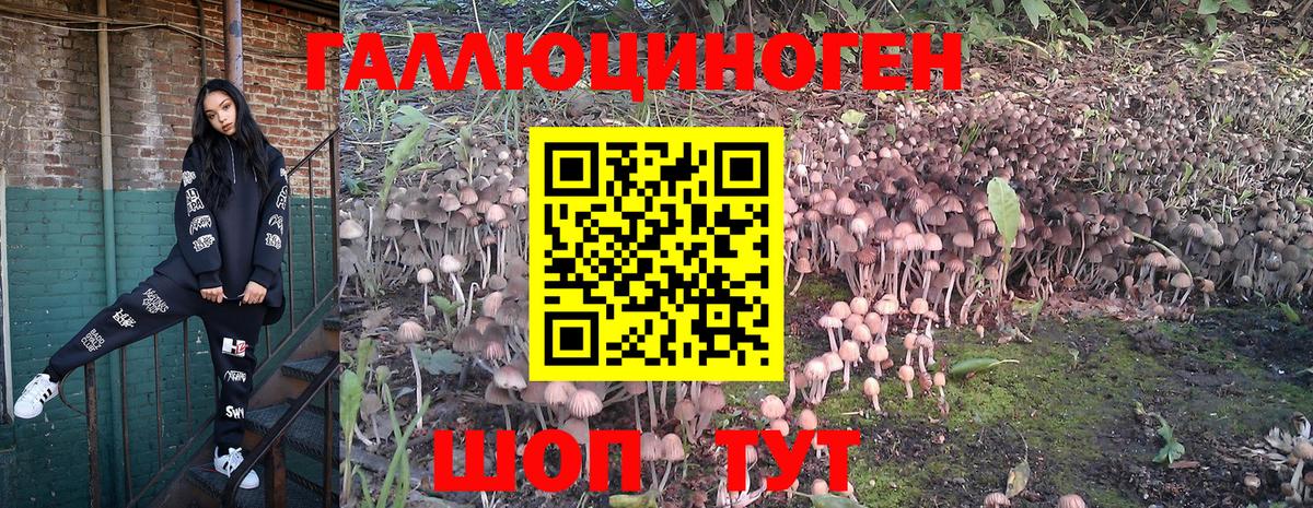 Чита  купить закладку  Вход с VPN  Галлюциногенные грибы Psilocybine cubensis 